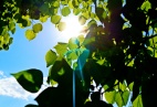 green-leaves-tree-blue-sky-sun-rays_2880x1800_1642176526-248fe3381a27ab60a89e7c2c3de642ac.jpg