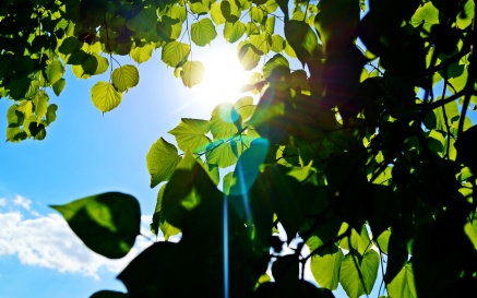 green-leaves-tree-blue-sky-sun-rays_2880x1800_1642176526-2f4bcc6561cbae7e93599bd4b87ae365.jpg