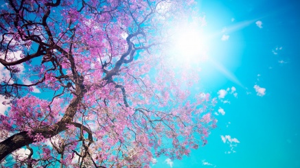 pink-flowers-tree-spring-blue-sky-sun-rays_2560x1440_1642176531-a5fab7d94c3d62404539ba06f5827033.jpg